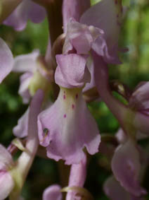 Orchis mascula 'rosea'